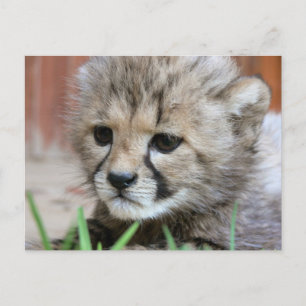 Schattig Baby Cheetah Briefkaart