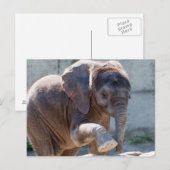 Schattig Baby olifant Briefkaart (Voorkant / Achterkant)