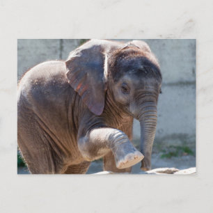 Schattig Baby olifant Briefkaart