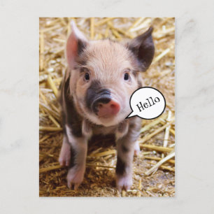Schattig Baby Pig Gezegde Hallo Briefkaart