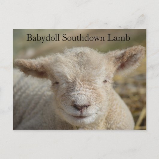 Schattig Babydoll Southdown Lamb Briefkaart (Voorkant)