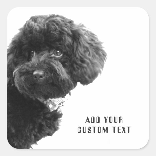 ©Schattig Black Poodle Puppy Custom Square Sticker (Voorkant)
