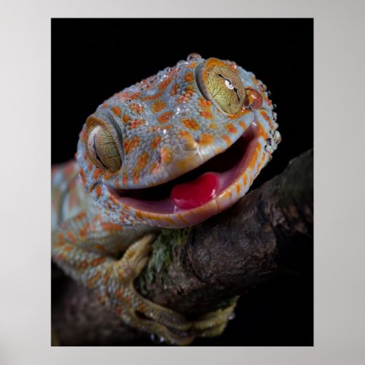 Schattig blij vandaag gecko poster (Voorkant)