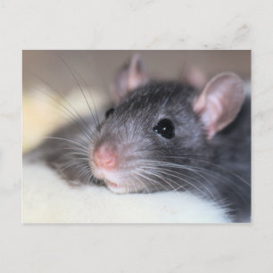 Schattig Briefkaart