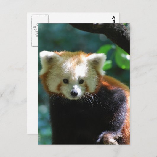 Schattig Briefkaart Red Panda (Voorkant / Achterkant)