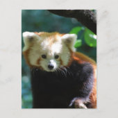 Schattig Briefkaart Red Panda (Voorkant)