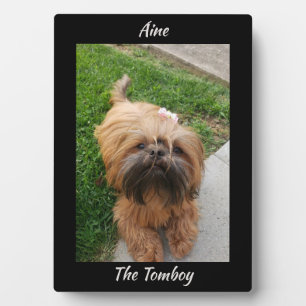 Schattig Bruin Tomboy Yorkshire Terrier Fotoplaat