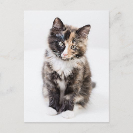 Schattig Calico Kitten Briefkaart (Voorkant)