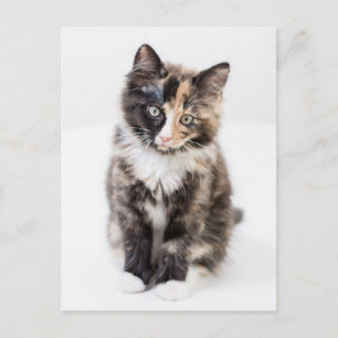 Schattig Calico Kitten Briefkaart
