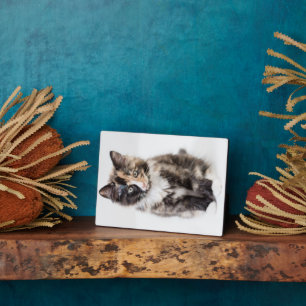 Schattig Calico Kitten Fotoplaat