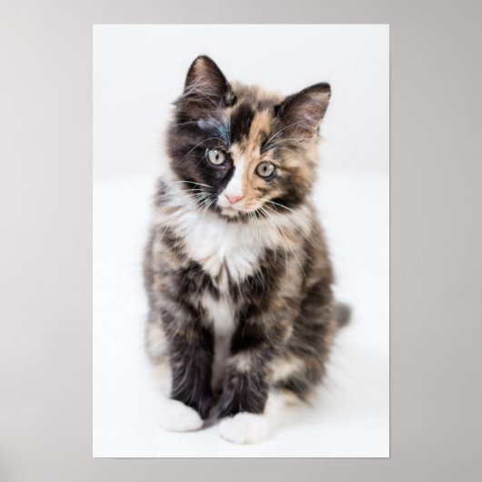 Schattig Calico Kitten Poster (Voorkant)