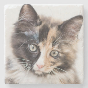 Schattig Calico Kitten Stenen Onderzetter
