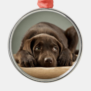 Schattig Chocolade Lab Puppy Design Metalen Ornament
