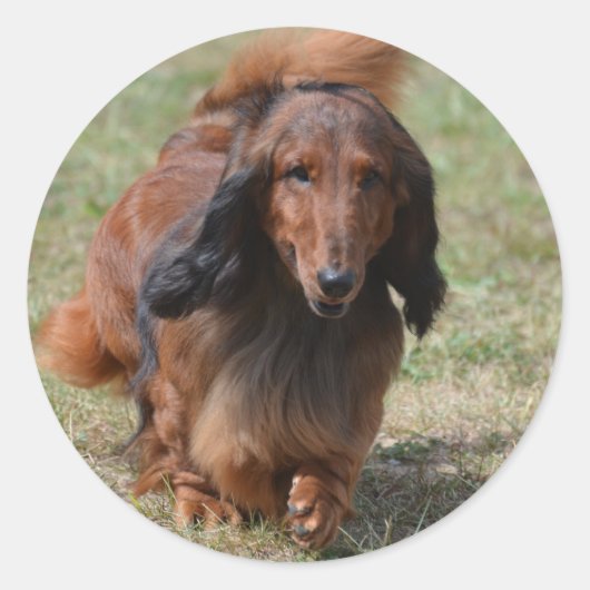 Schattig Dachshund Ronde Sticker (Voorkant)