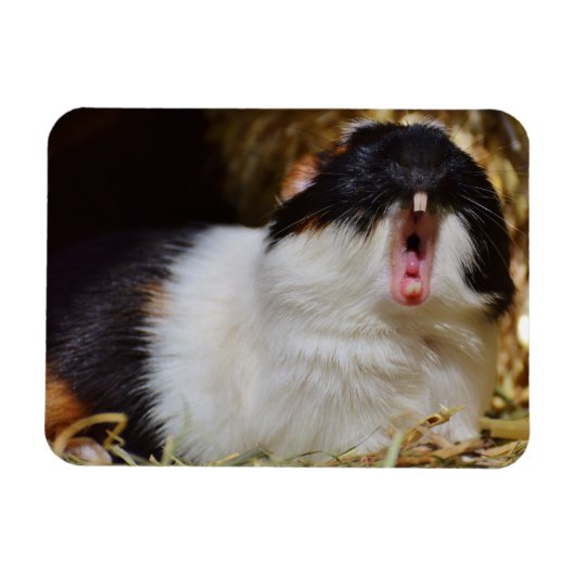 Schattig driekleurig cavia die gaapt magneet (Horizontaal)