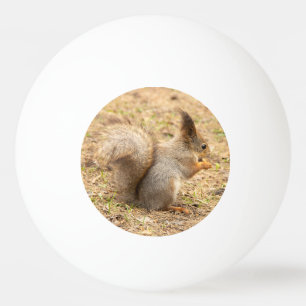 Schattig eekhoorn eet een noot foto pingpongballen