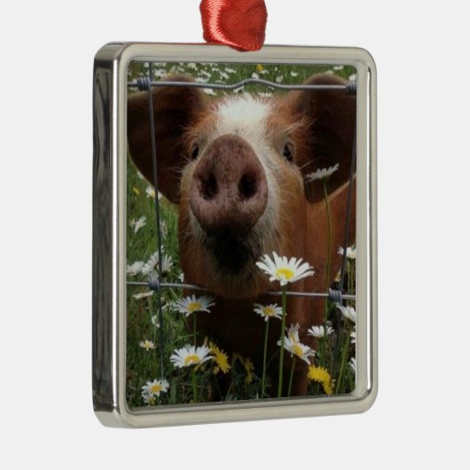 *SCHATTIG EN VASTE PIGLET VOOR CHRISTMAS* METALEN ORNAMENT (Rechts)