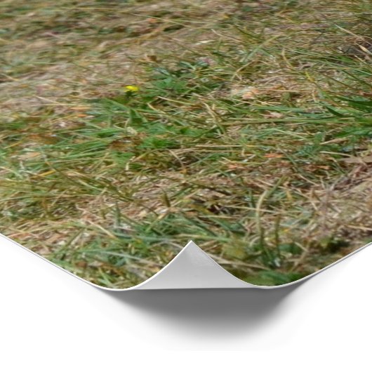 Schattig Engels Cocker Spaniel Poster (Hoek)