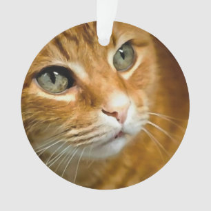 Schattig Ginger Tabby Cat Posing Pet Portret Ornament
