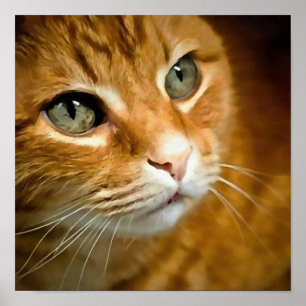 Schattig Ginger Tabby Cat Posing Pet Portret Poster