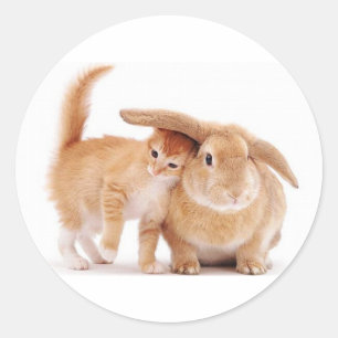 schattig_grapp_dieren_8 kitten konijnenkonijnenvri ronde sticker