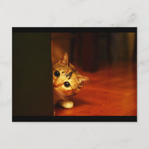 schattig_grappig_dieren_28 kitten kattenpeering briefkaart