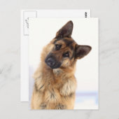Schattig grappig duits herder portret briefkaart (Voorkant / Achterkant)
