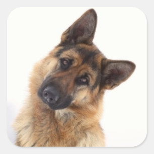 Schattig grappig duits herder portret vierkante sticker