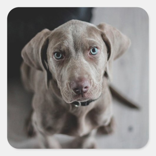 Schattig grijs lab puppy dog Sticker (Voorkant)