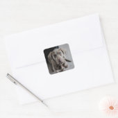 Schattig grijs lab puppy dog Sticker (Envelop)
