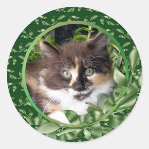 Schattig Groen Eyed Calico Kitten Ronde Sticker