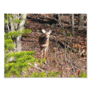 Schattig hert in het bos Natuurfotografie Foto Afdruk