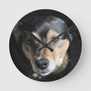 Schattig Hondje Poseert voor de Camera Ronde Klok