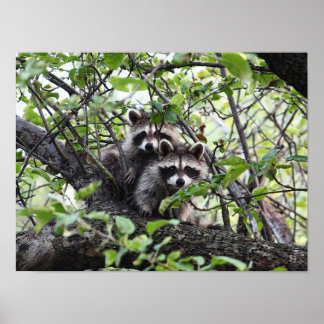 Schattig jong rattenpaar in het Poster van de bome