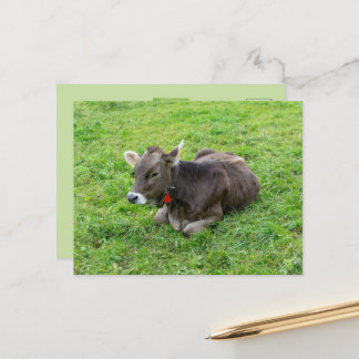 Schattig kalf op weiland, Allgäu, Beieren, Duitsla Briefkaart
