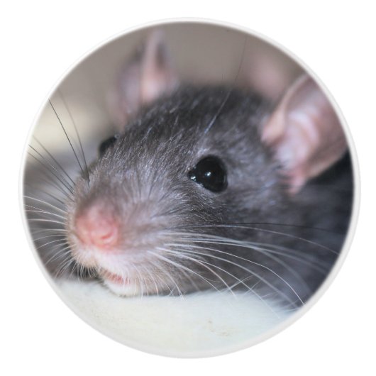 Schattig Keramische Knop (Voorkant)