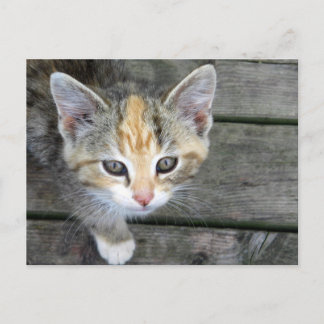 Schattig kitten briefkaart