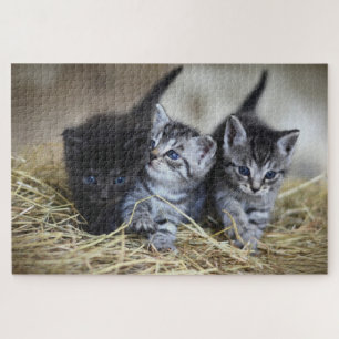 Schattig Kitten Legpuzzel
