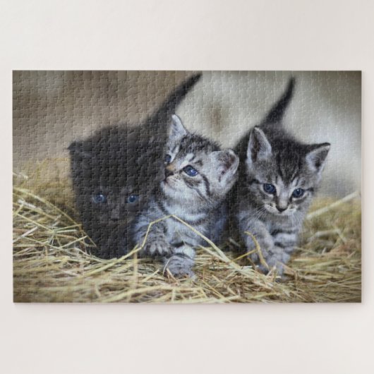 Schattig Kitten Legpuzzel (Horizontaal)
