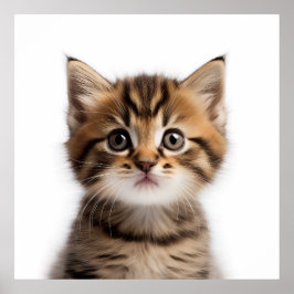 Schattig Kitten Poster