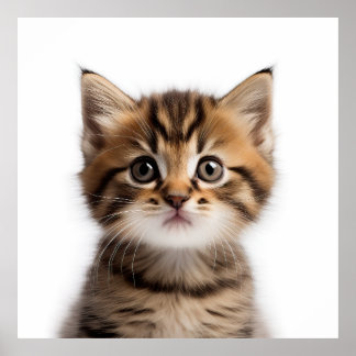 Schattig Kitten Poster