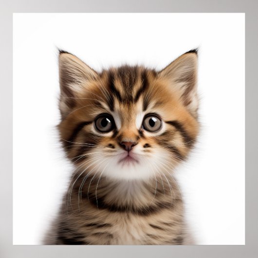 Schattig Kitten Poster (Voorkant)