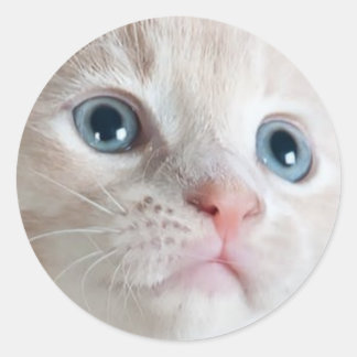 Schattig Kitten  Ronde Sticker