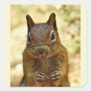 Schattig Klein Eekhoorn Dier Natuur Wilde Natuur Vierkante Sticker
