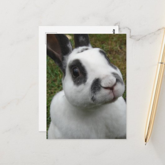 Schattig konijn briefkaart (Voorkant / Achterkant in situ)