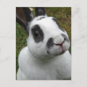 Schattig konijn Briefkaart