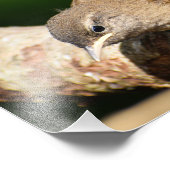 Schattig Little Wren Foto Afdruk (Hoek)