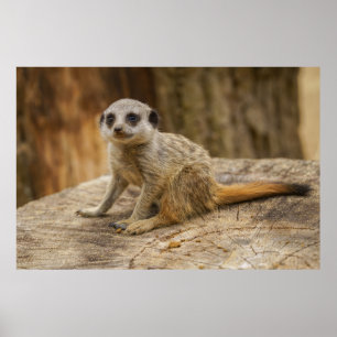 Schattig Meerkat Baby Poster