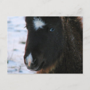 Schattig mini Horse Filly Briefkaart