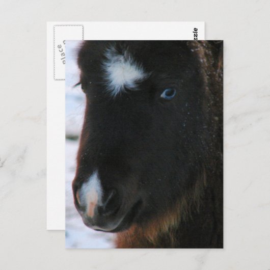 Schattig mini Horse Filly Briefkaart (Voorkant / Achterkant)